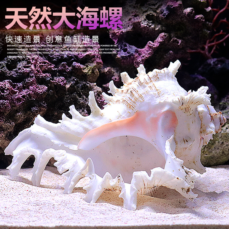 Aquarium Fish World - Natural Sea Snail Aquarium Decoration Various