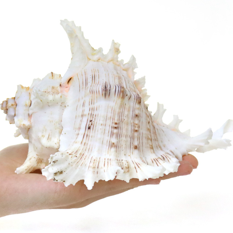 Natural Sea Snail Aquarium Dec - Aquarium Fish World 评论和价格
