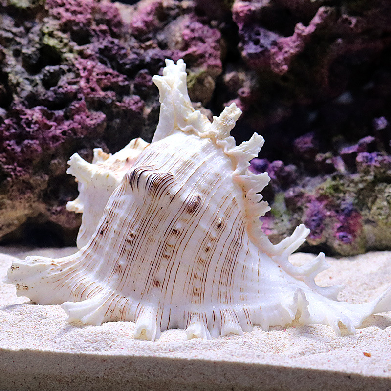 Natural Sea Snail Aquarium Dec - Aquarium Fish World 评论和价格