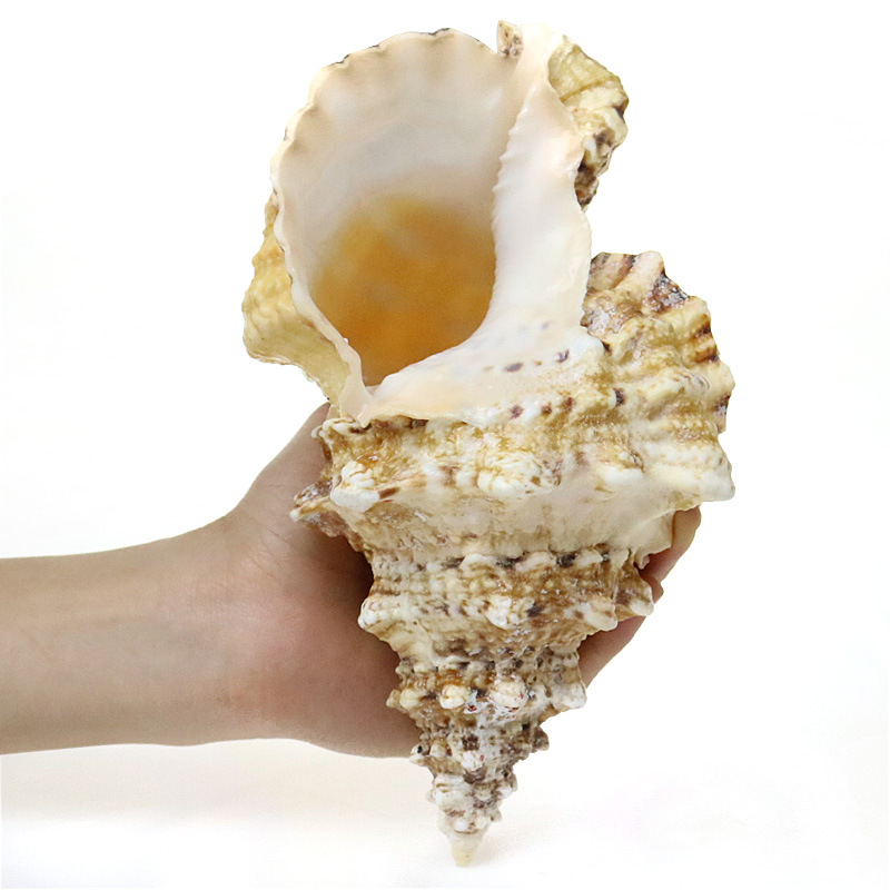 Natural Sea Snail Aquarium Dec - Aquarium Fish World 评论和价格