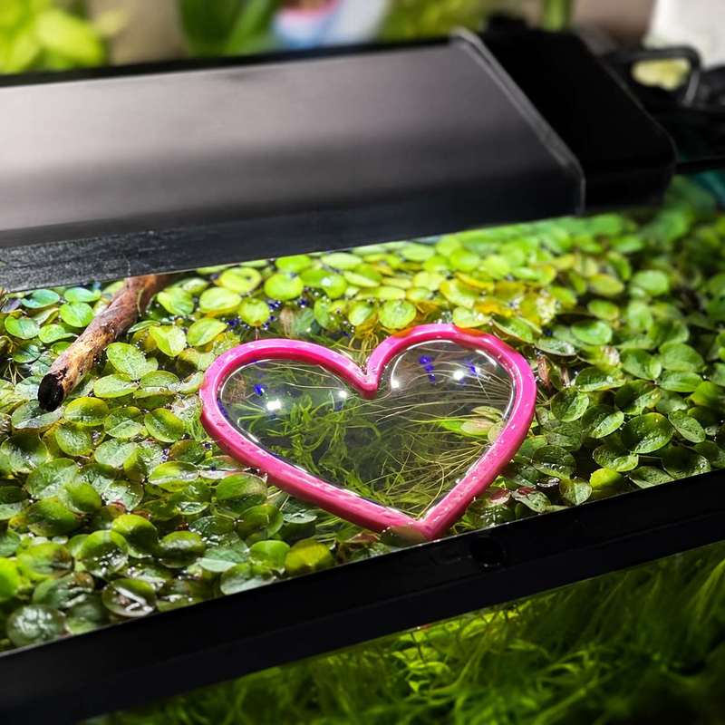 Heart Shaped Floating Fish Fee - Aquarium Fish Feeder 评论和价格