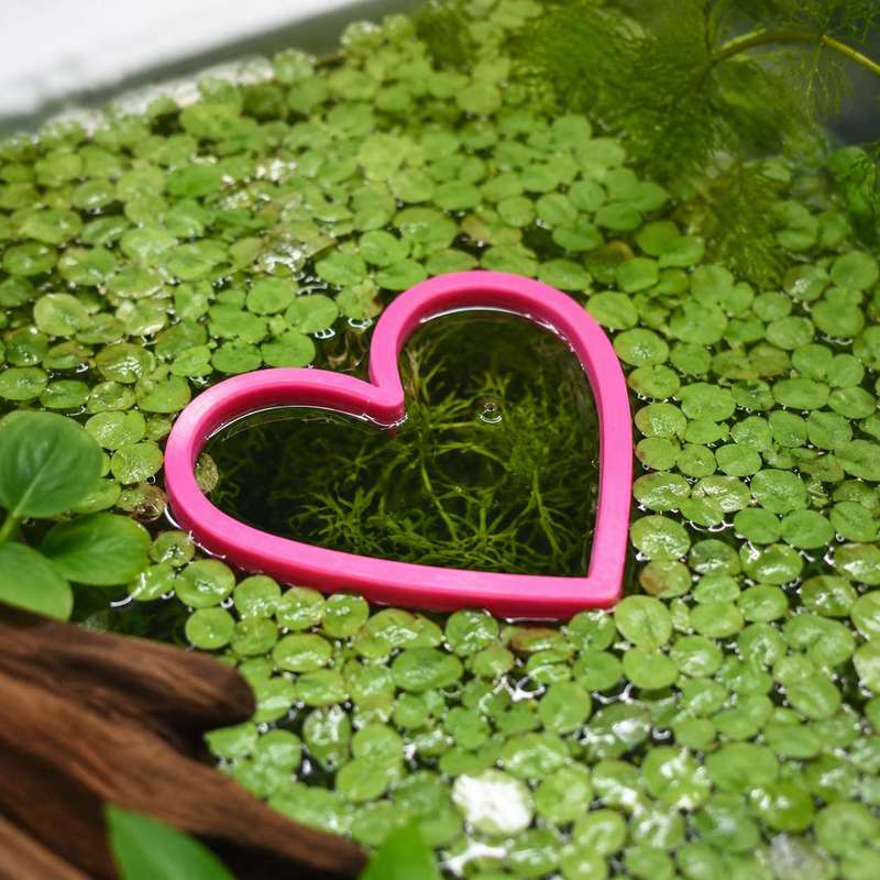 Heart Shaped Floating Fish Fee - Aquarium Fish Feeder 评论和价格