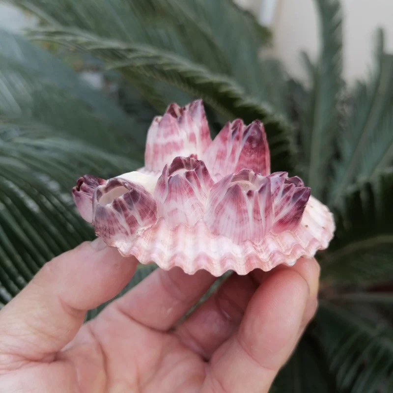 Natural Conch Shell Purple Bar - Aquarium Fish Parasites 评论和价格