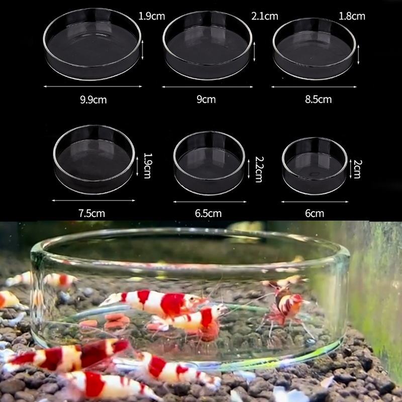 Shrimp Feeding Dish High Trans - Aquarium Fish Feeder 评论和价格