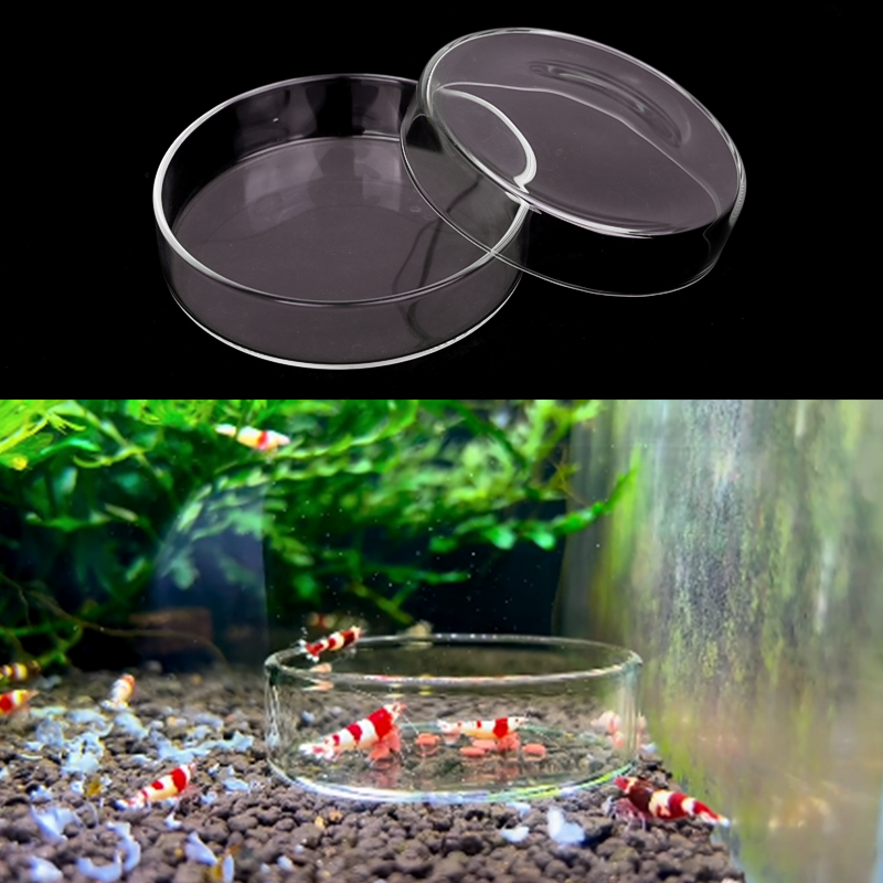 Shrimp Feeding Dish High Trans - Aquarium Fish Feeder 评论和价格