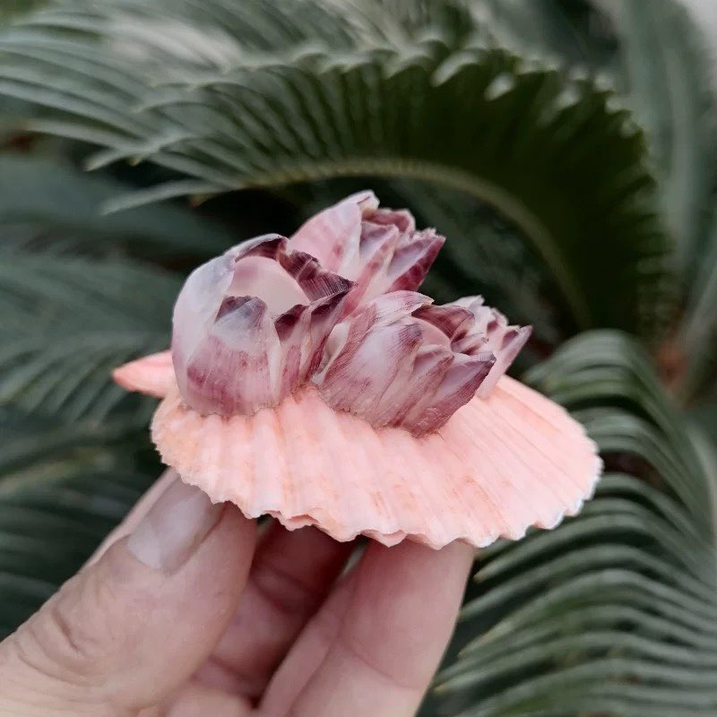 Natural Conch Shell Purple Bar - Aquarium Fish Parasites 评论和价格
