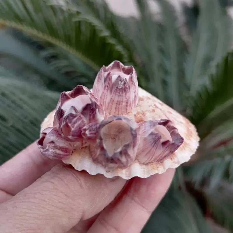 Natural Conch Shell Purple Bar - Aquarium Fish Parasites 评论和价格