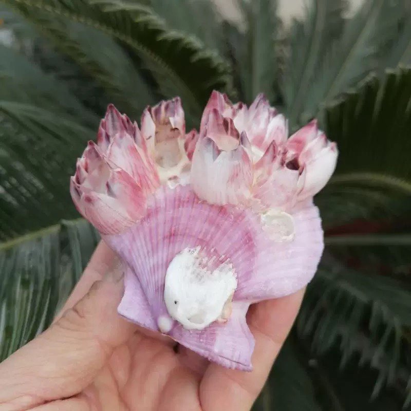 Natural Conch Shell Purple Bar - Aquarium Fish Parasites 评论和价格