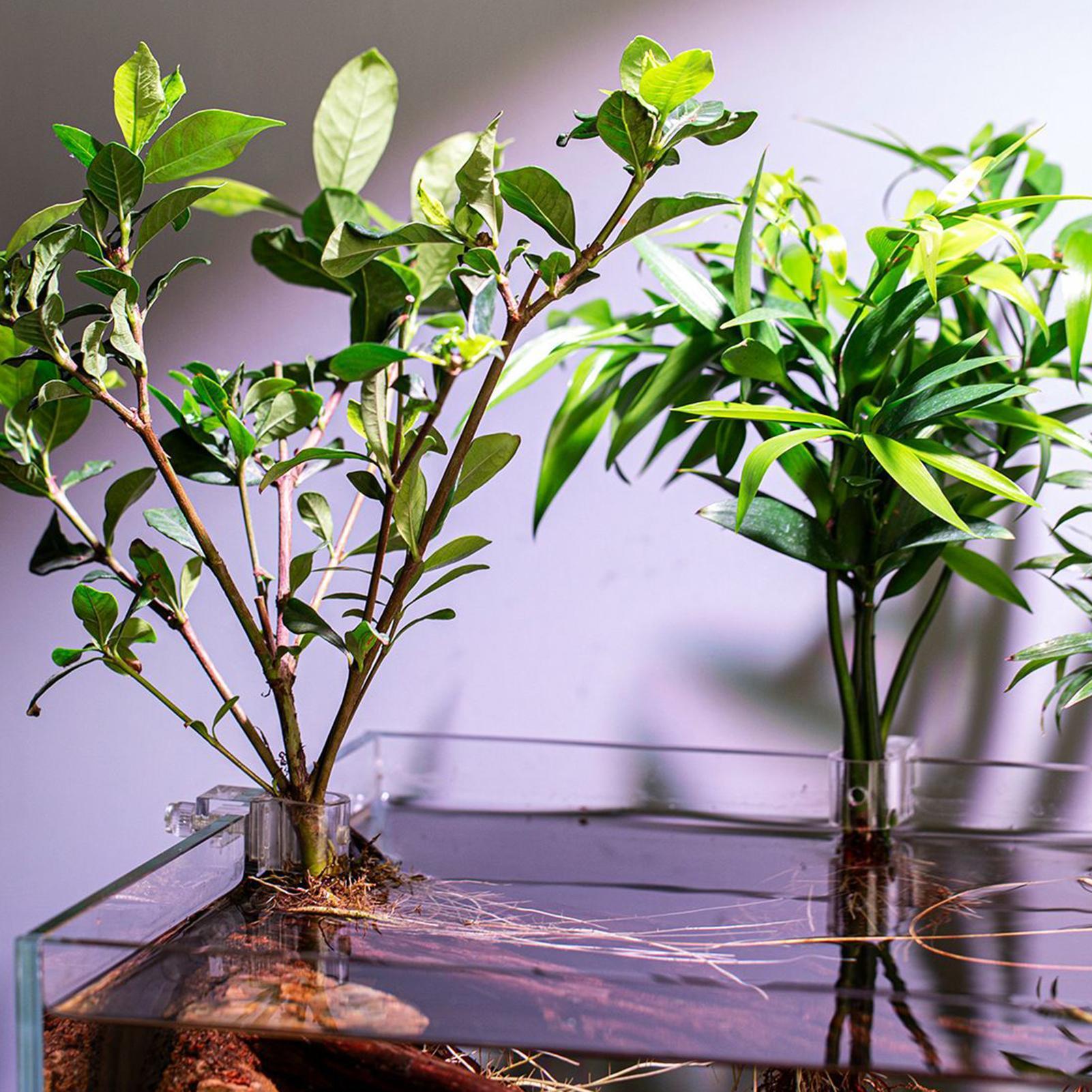 Mini Fish Tank Planter Pot 6Pc - Aquarium Fish Feeder 评论和价格