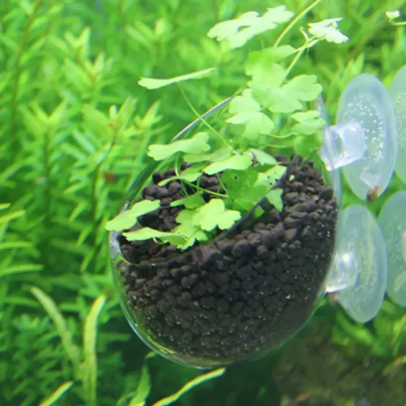 Clear Aquatic Plant Cup With S - Aquarium Fish Feeder 评论和价格