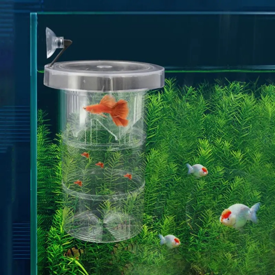 Acrylic Floating Fish Breeding - Aquarium Fish Feeder 评论和价格